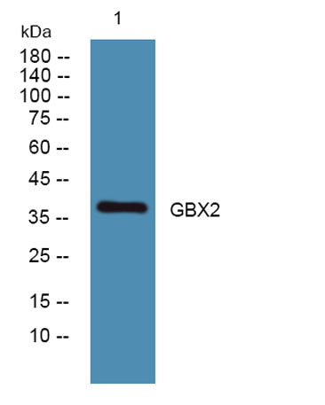 GBX2 rabbit pAb