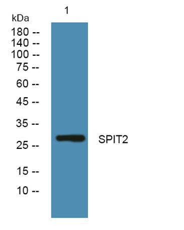 SPIT2 rabbit pAb