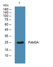FAM3A rabbit pAb