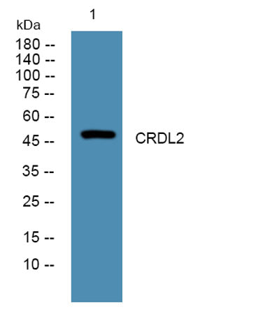 CRDL2 rabbit pAb
