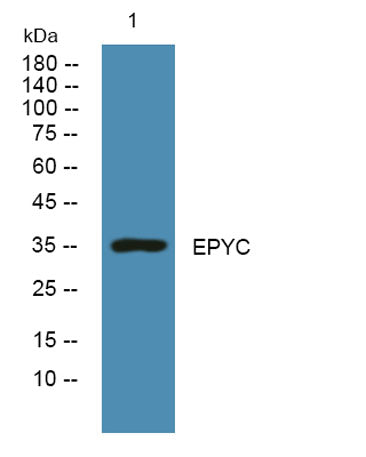 EPYC rabbit pAb
