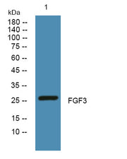 FGF3 rabbit pAb
