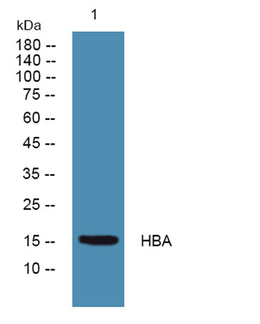 HBA rabbit pAb