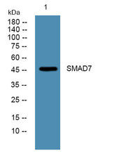 SMAD7 rabbit pAb