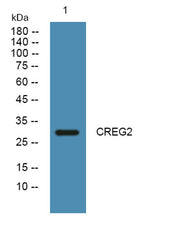 CREG2 rabbit pAb