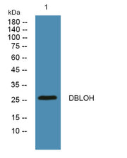 DBLOH rabbit pAb