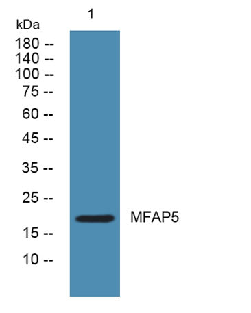 MFAP5 rabbit pAb