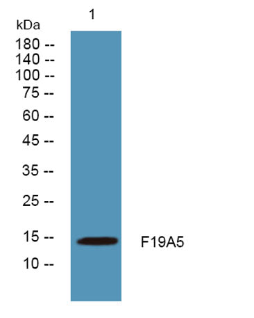 F19A5 rabbit pAb