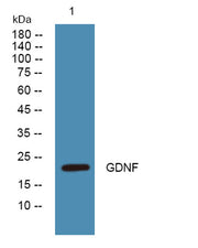 GDNF rabbit pAb