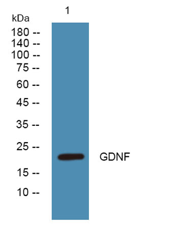 GDNF rabbit pAb