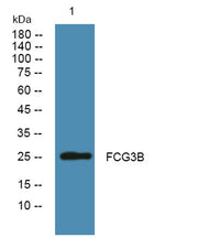 FCG3B rabbit pAb