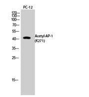 AP-1 (Acetyl Lys271) rabbit pAb