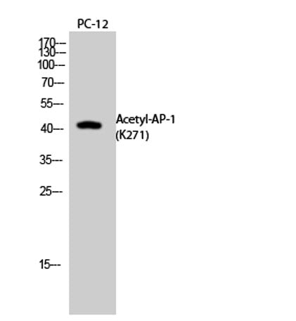 AP-1 (Acetyl Lys271) rabbit pAb