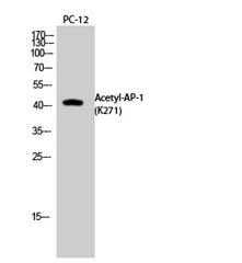 AP-1 (Acetyl Lys271) rabbit pAb