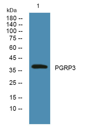 PGRP3 rabbit pAb