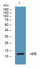 NPB rabbit pAb