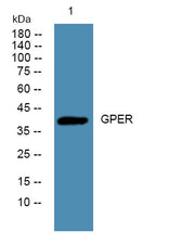 GPER rabbit pAb