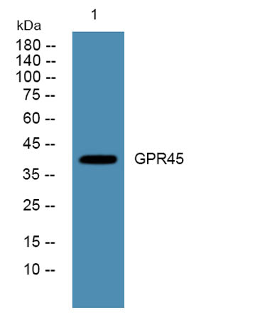 GPR45 rabbit pAb