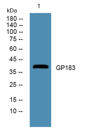 GP183 rabbit pAb