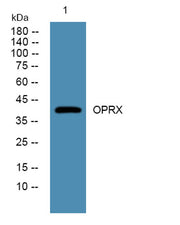 OPRX rabbit pAb