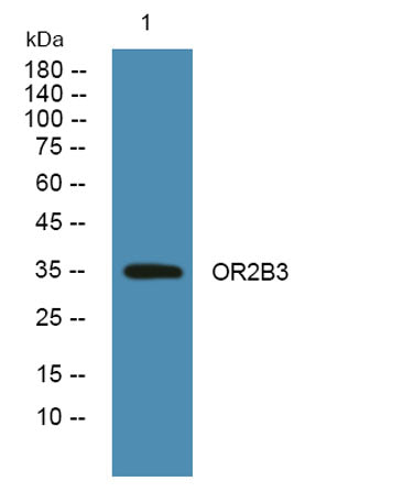 OR2B3 rabbit pAb