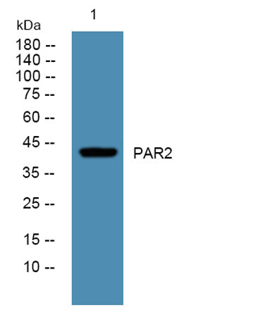 PAR2 rabbit pAb