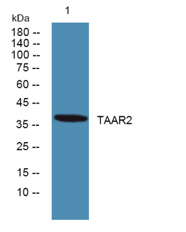 TAAR2 rabbit pAb