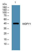 WDFY1 rabbit pAb