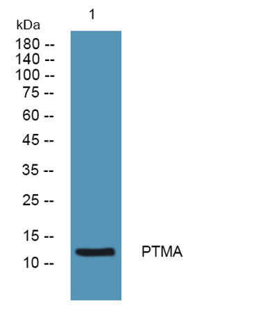 PTMA rabbit pAb