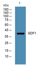 GDF1 rabbit pAb