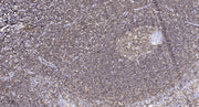 MUC3A rabbit pAb