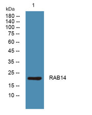 RAB14 rabbit pAb