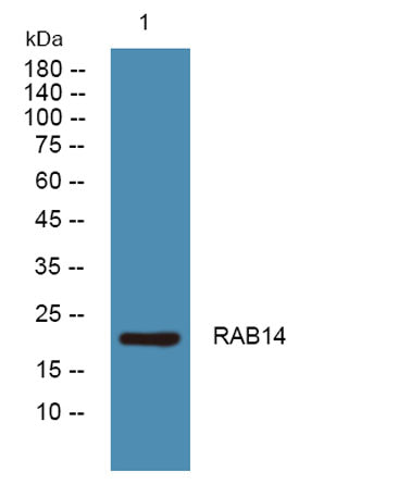 RAB14 rabbit pAb