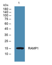 RAMP1 rabbit pAb