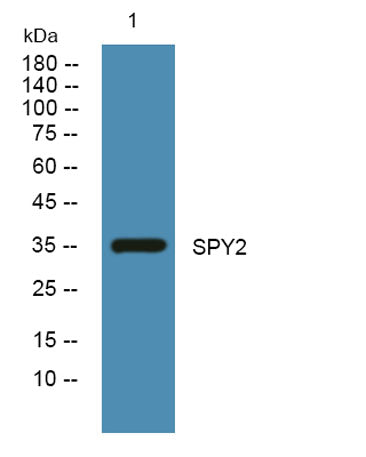 SPY2 rabbit pAb