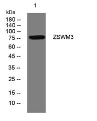 ZSWM3 rabbit pAb