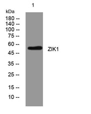 ZIK1 rabbit pAb