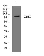 ZBBX rabbit pAb