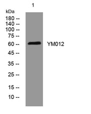 YM012 rabbit pAb