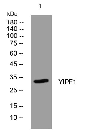 YIPF1 rabbit pAb