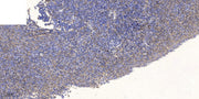 YE014 rabbit pAb