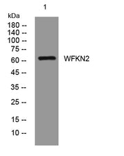 WFKN2 rabbit pAb