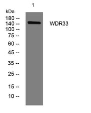 WDR33 rabbit pAb