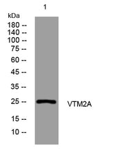 VTM2A rabbit pAb
