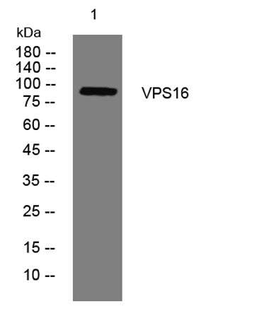 VPS16 rabbit pAb