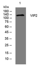 VIP2 rabbit pAb