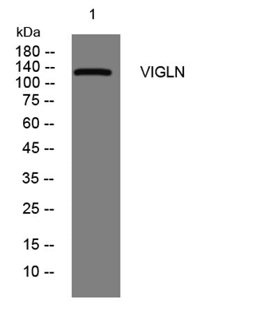 VIGLN rabbit pAb