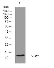 VCY1 rabbit pAb