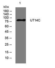 UT14C rabbit pAb