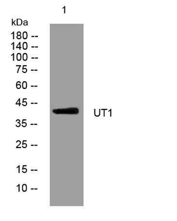 UT1 rabbit pAb